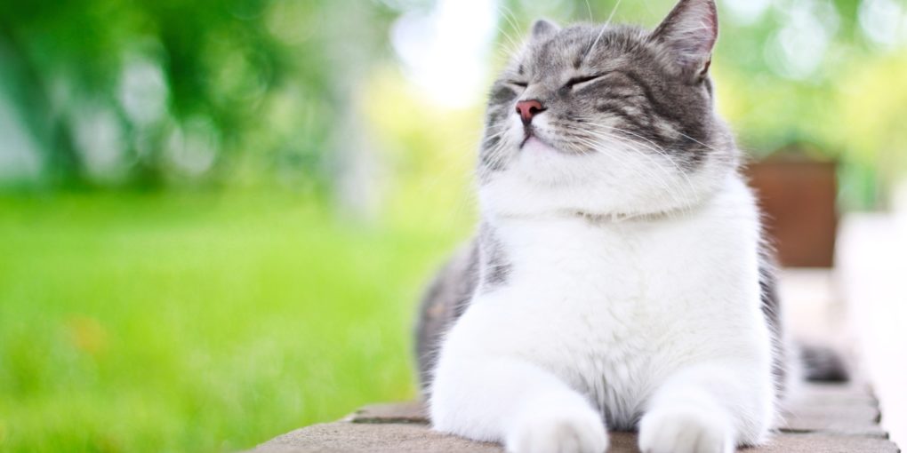 cat behavior