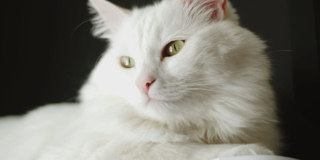 white cat