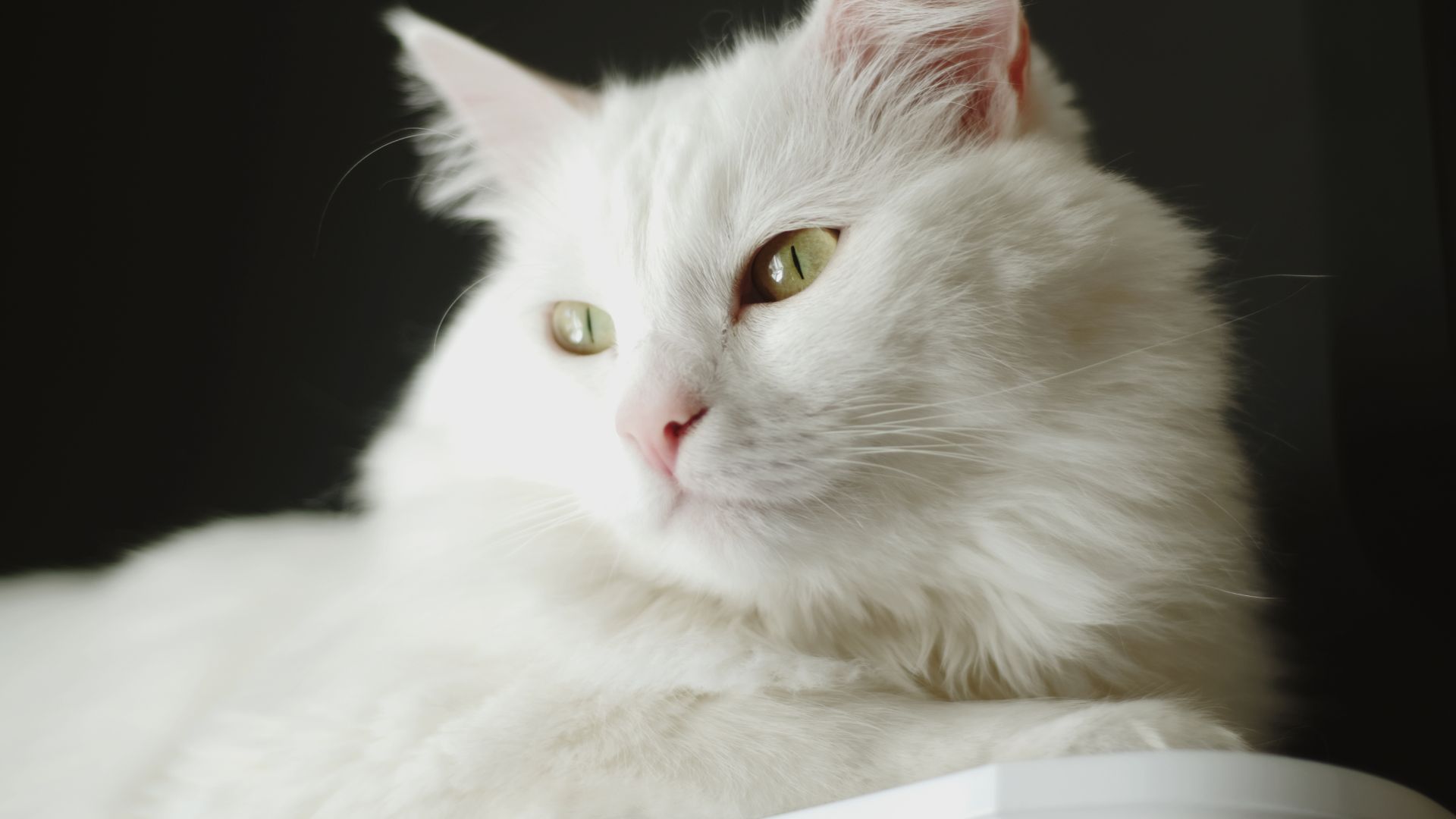 Discover the Softest Cat Breeds A Comprehensive Guide Obey My Cat