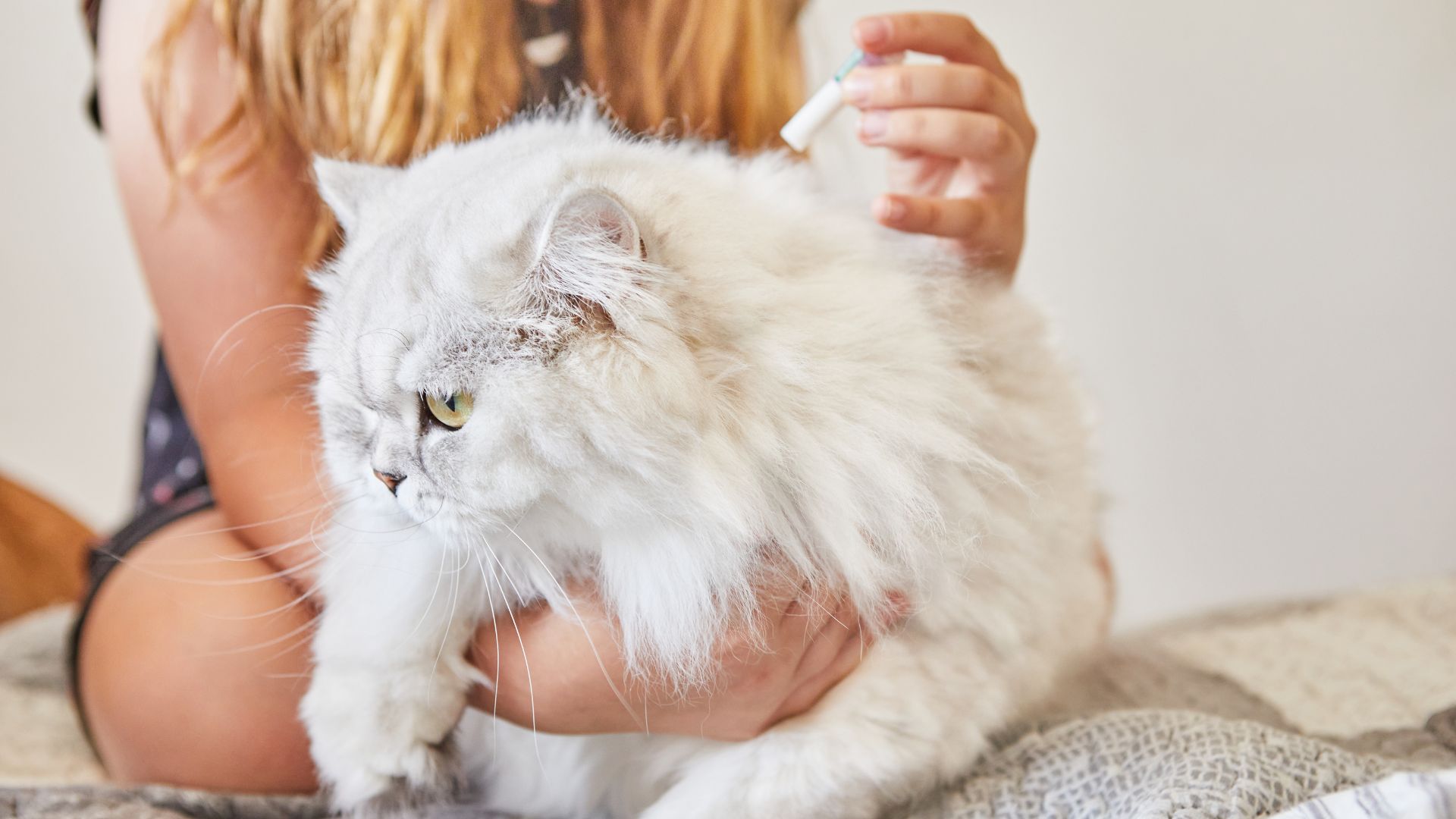 Natural Ways to Treat Flea Bites on Cats Obey My Cat