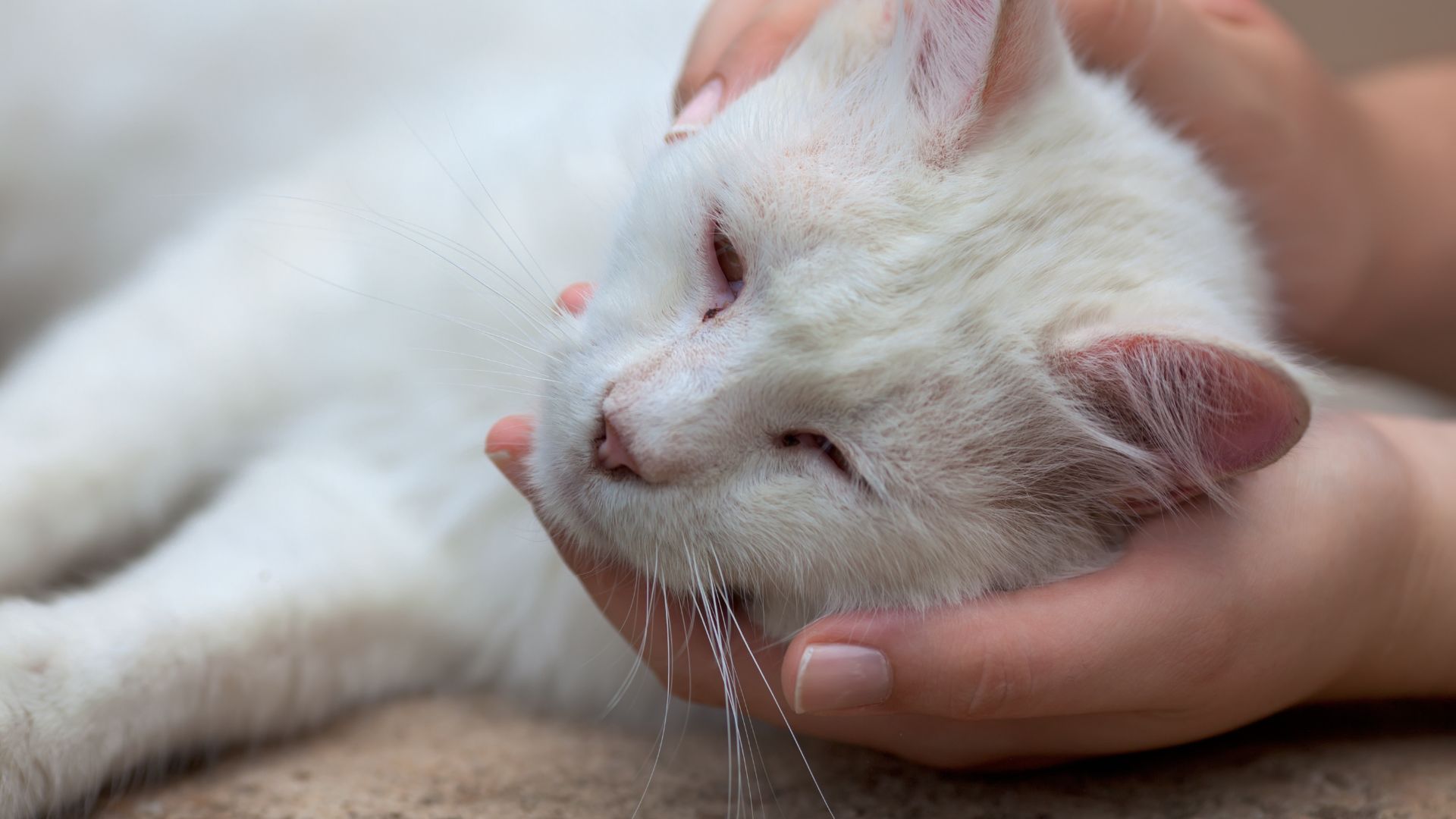 is-purina-indoor-cat-food-causing-sickness-in-cats-obey-my-cat