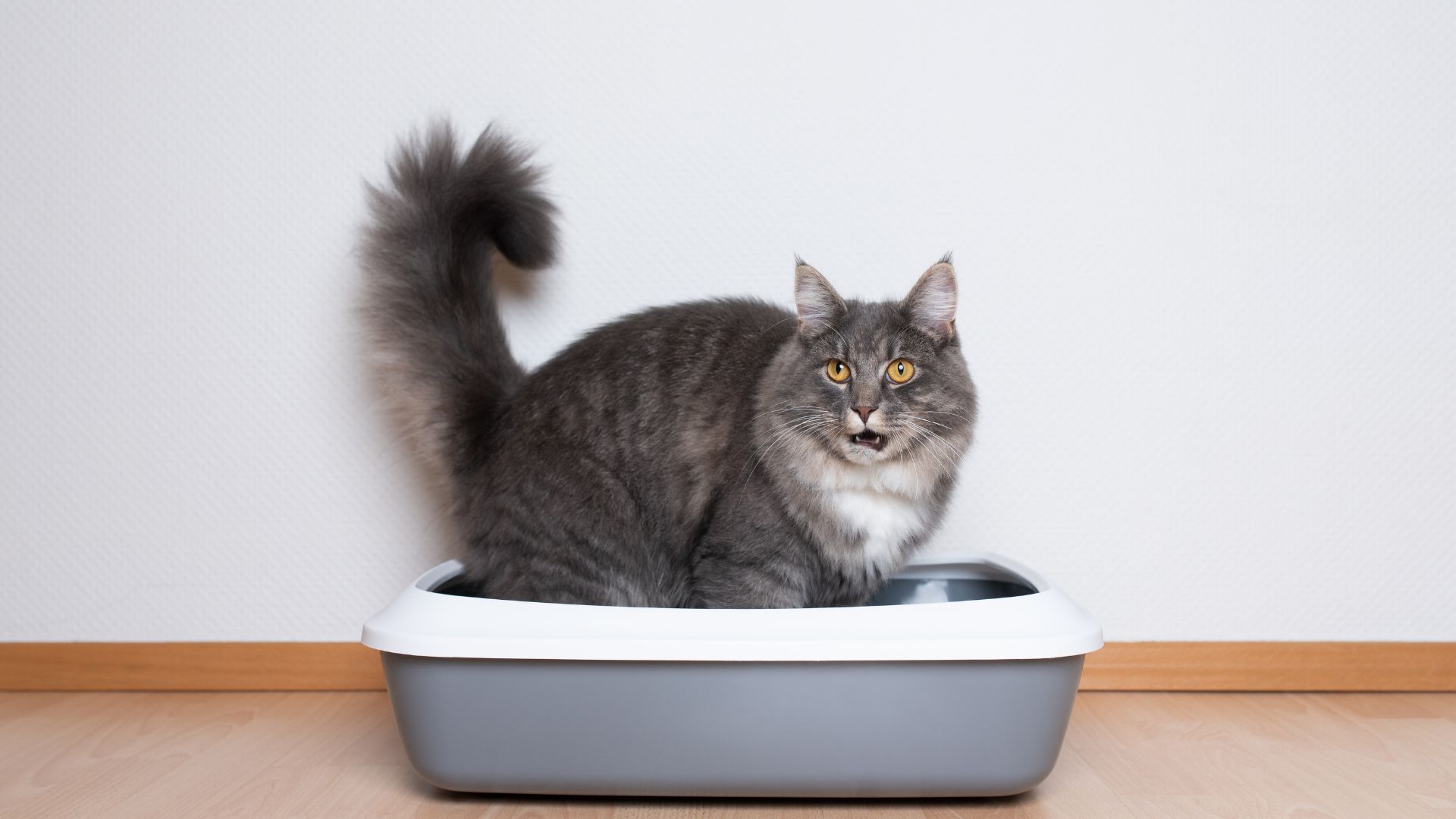 Best Litter Box For Your Ragdoll Cat A Comprehensive Guide Obey My Cat