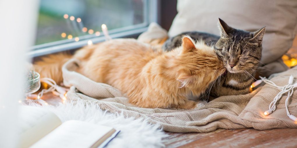 how to introduce two cats when one is aggressive