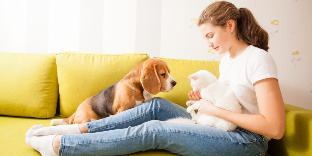 Do Cats Sense Human Emotions?