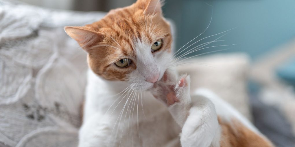 why do cats bite their nails