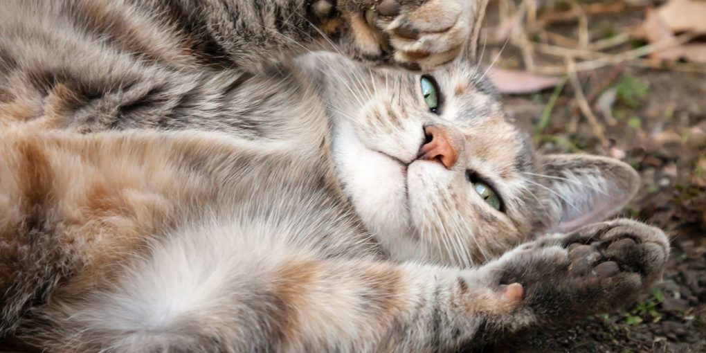 why do cats roll in dirt
